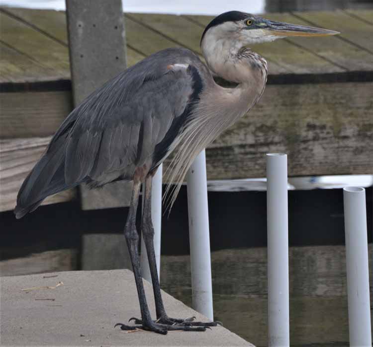 great bllue heron